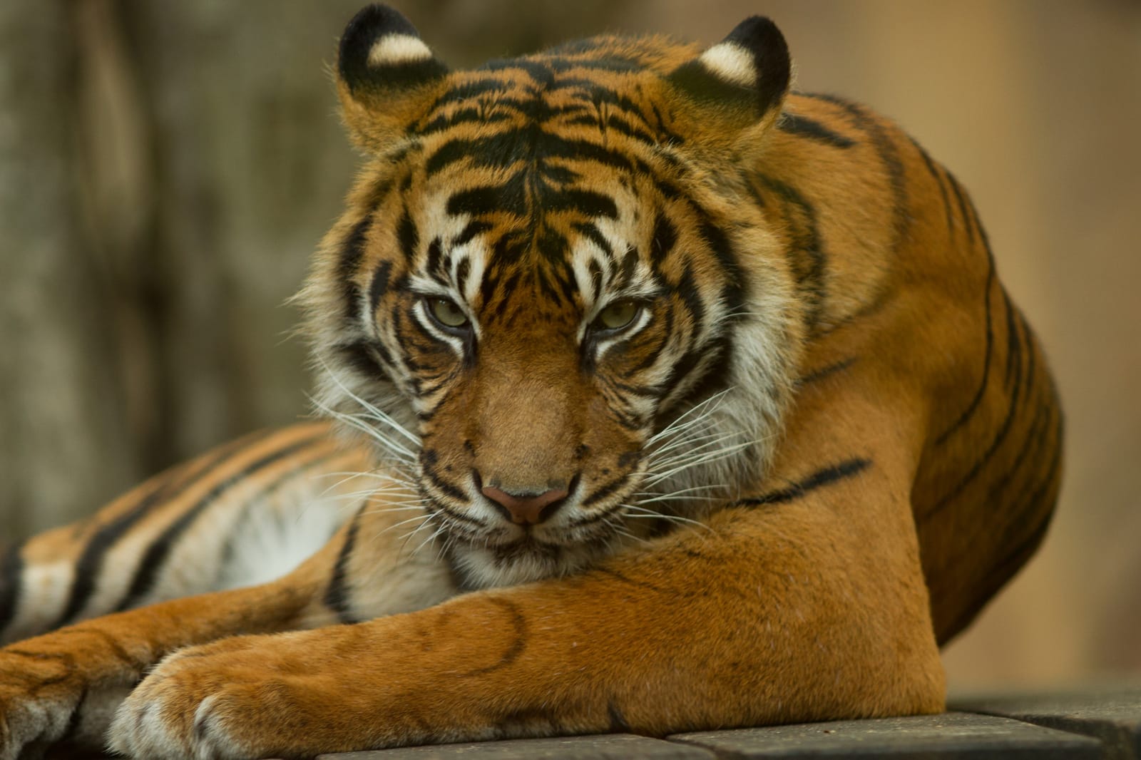 How We're Using an App to Raise Awareness for the Cruelty Behind Tiger Cub Selfies