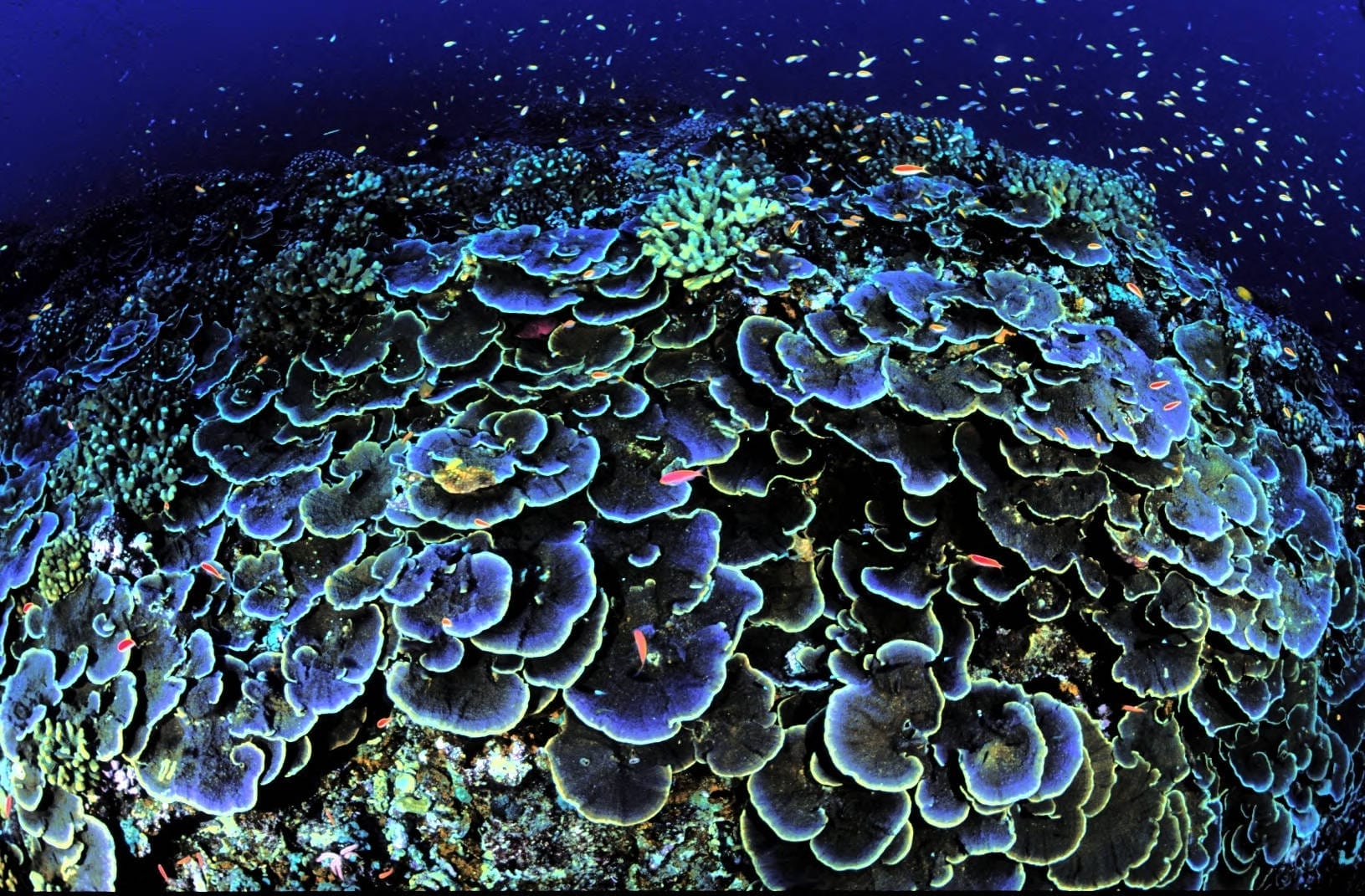 Coral reef