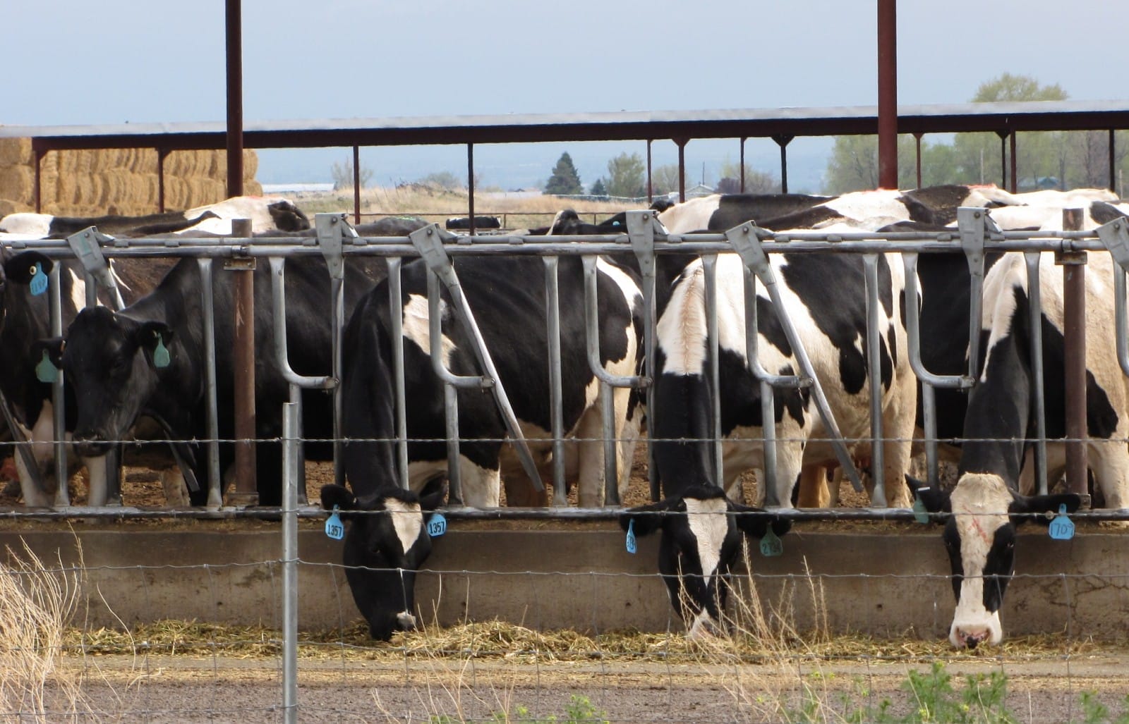 Why Meat Reduction is Vital for the Future of the Planet