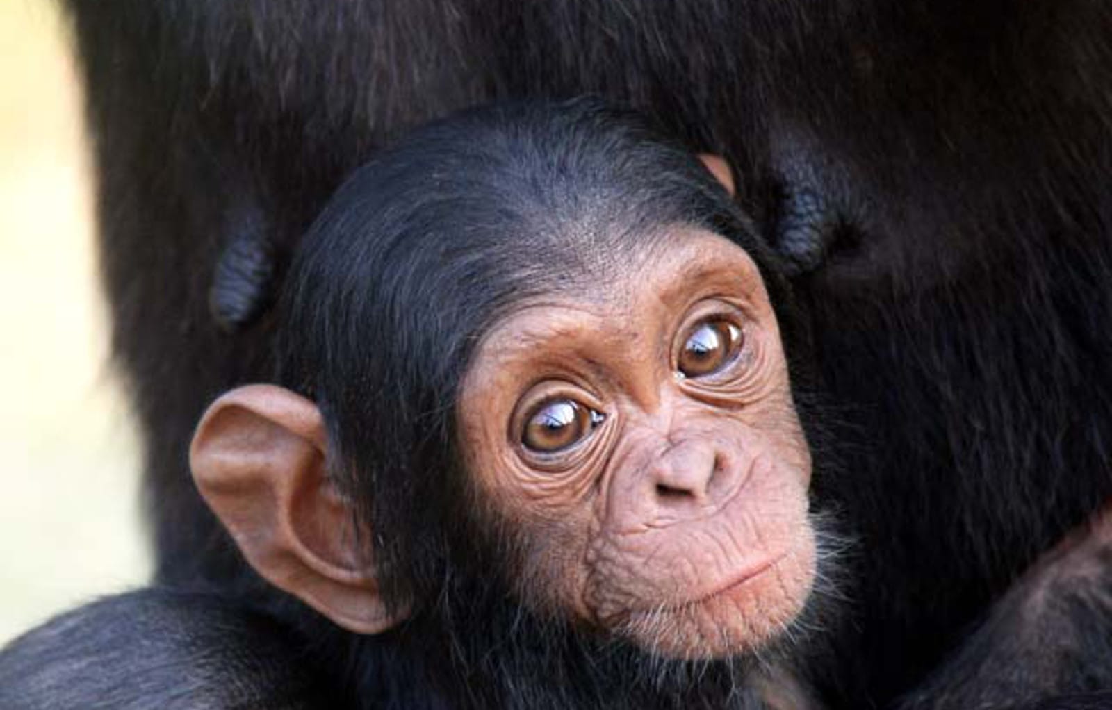 10 Ways Chimpanzees are "Nothing" Like You