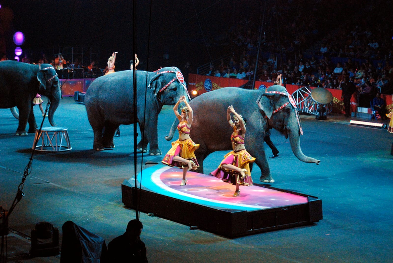 Circus elephants