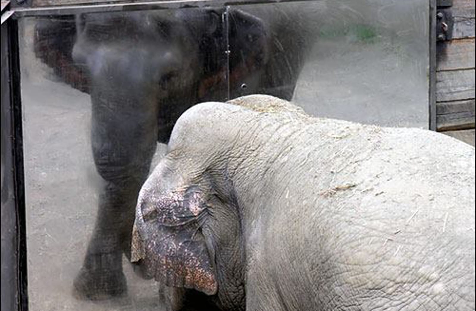 Happy, The Loneliest Elephant Who Has Lived in Captivity for 35 YearsThe Bronx Zoo Ended Their Elephant Program 10 Years Ago – But Happy the Solitary Elephant Remains Imprisoned