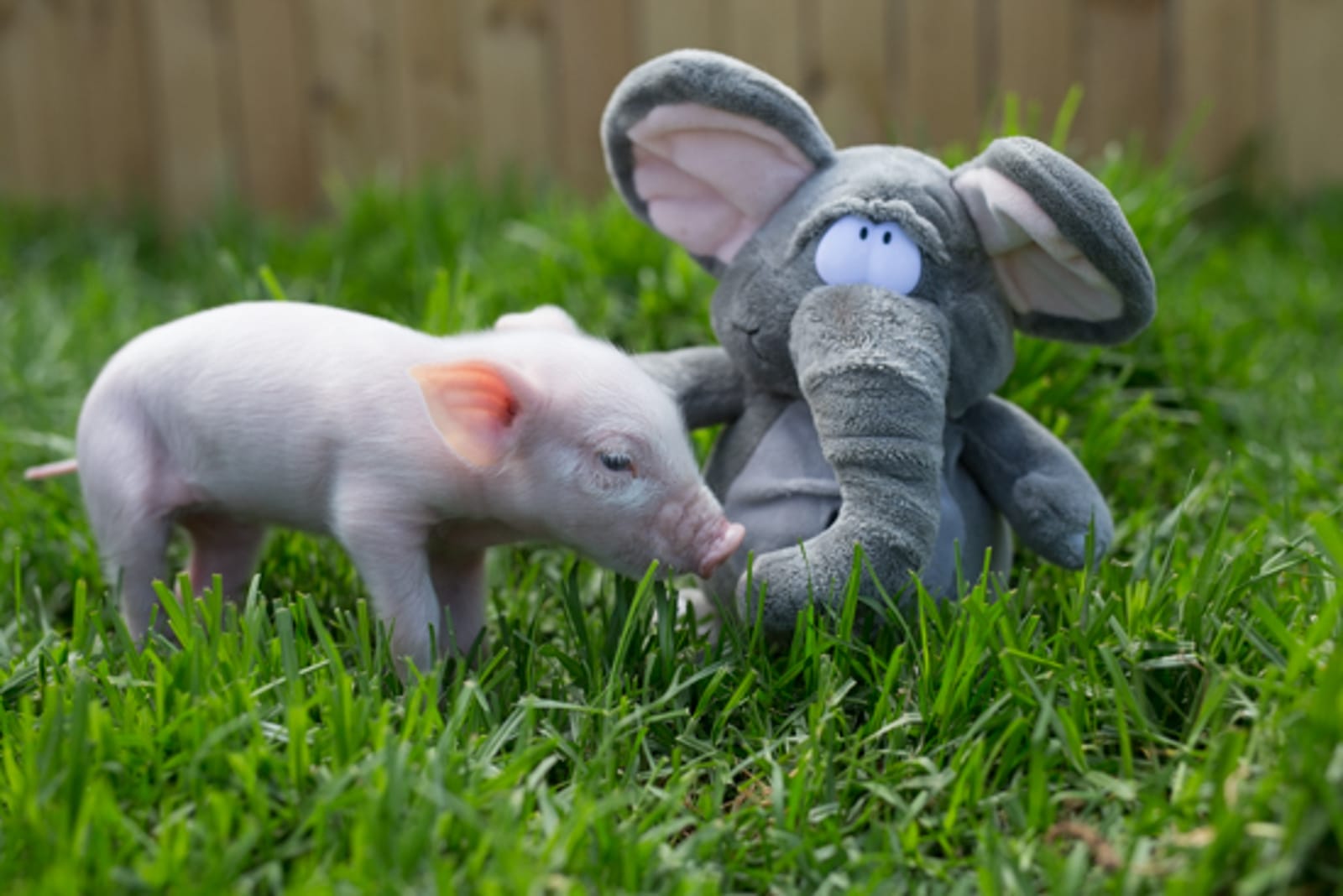 These Rescued Farm Animals Have the Sweetest Surrogate Moms ... Giant Stuffed Animals!