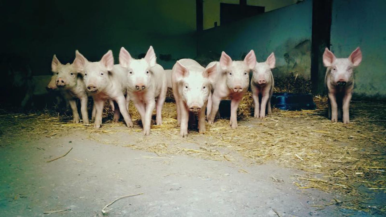 piggies