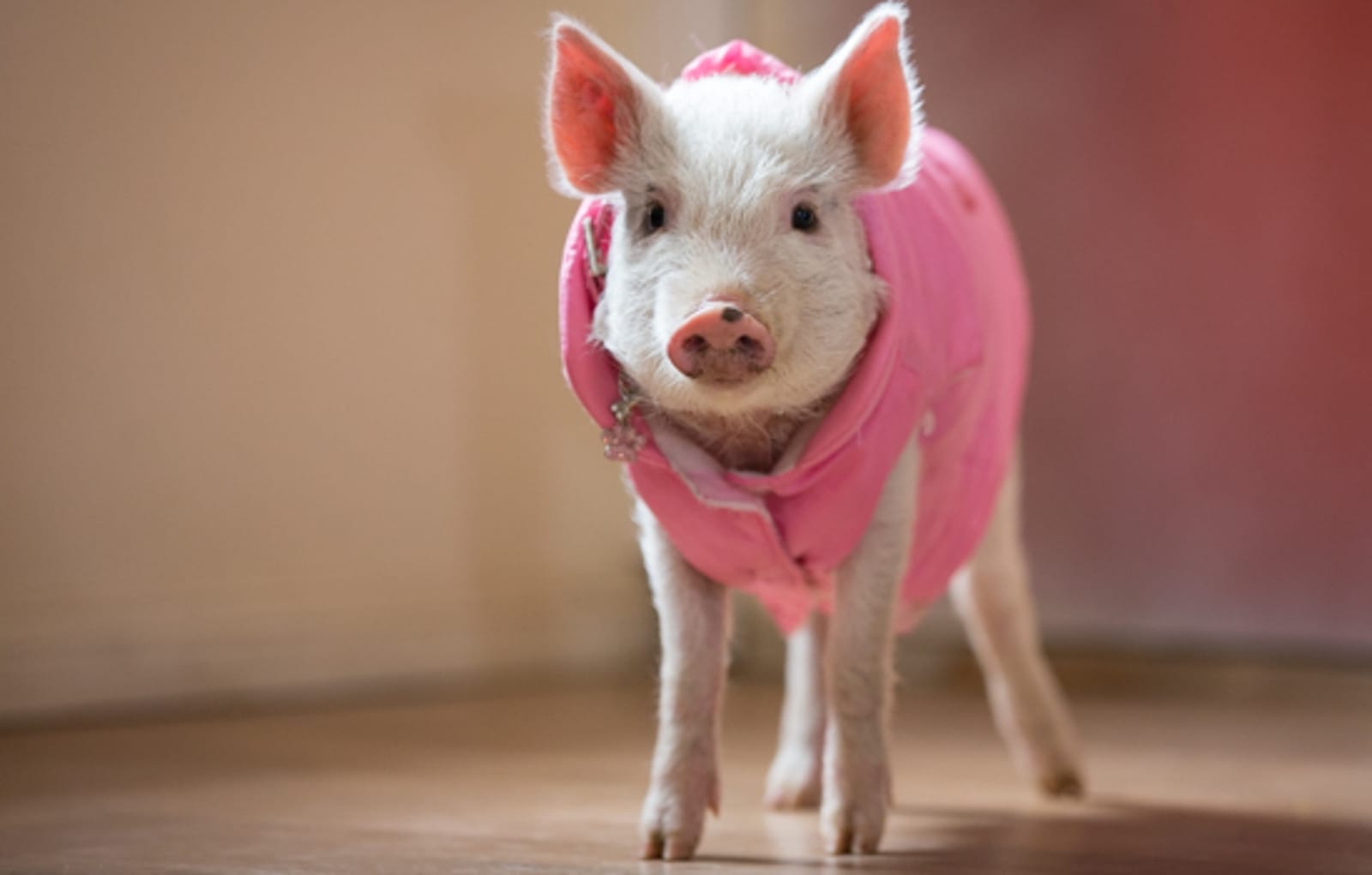 Rescued From Life as a 'Teacup' Pig, Lil Squeak Has a Blast in Her New Sanctuary Home