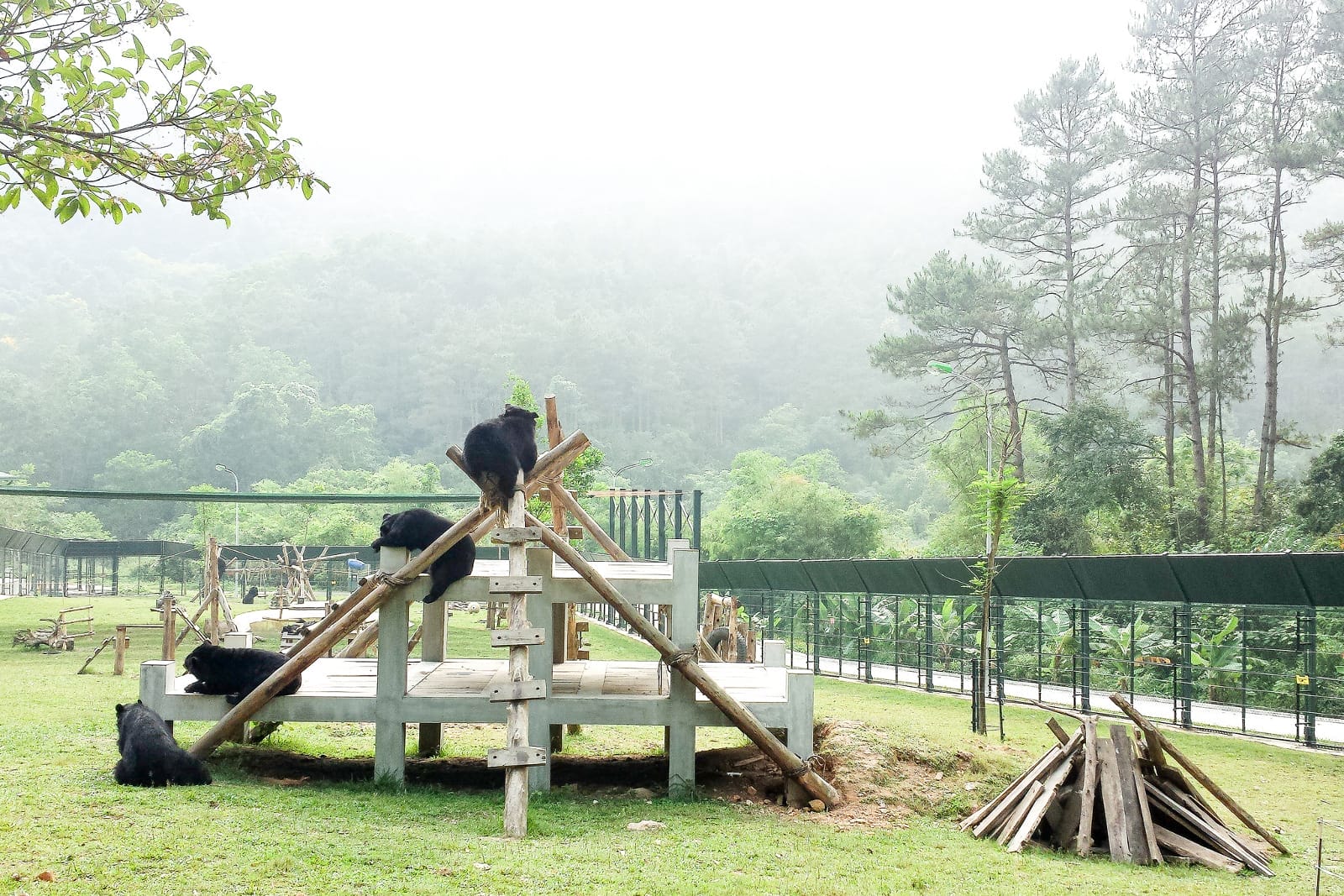 How One Bear Sparked a Movement That Would Improve the Lives of Thousands of Bile Bears