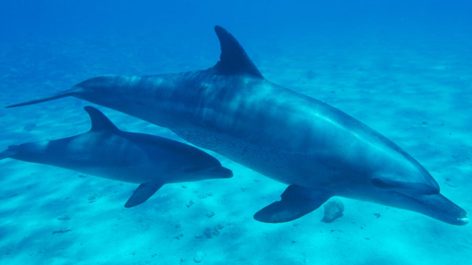 5 Reasons You Should be Worried About Super Trawlers