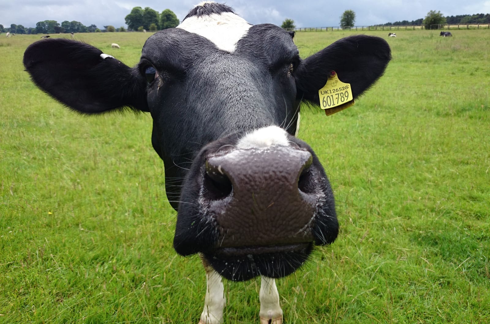 What?! Scientists Are Putting Dairy Cows in 100 Degree Chambers to Learn How to Maximize Profit