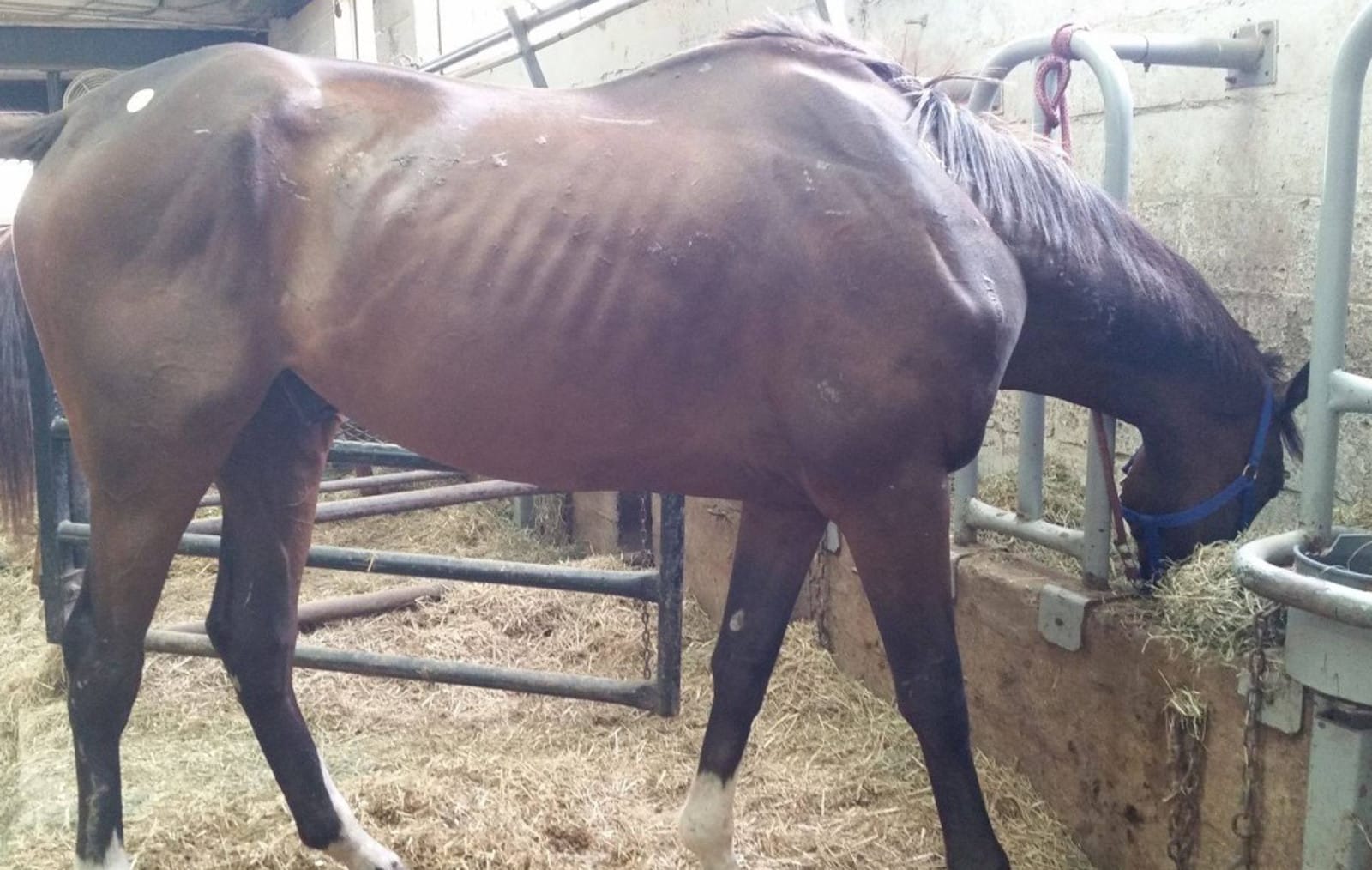 The Dark Secrets Behind the Thoroughbred Racing Industry and the Horses That Pay the Price