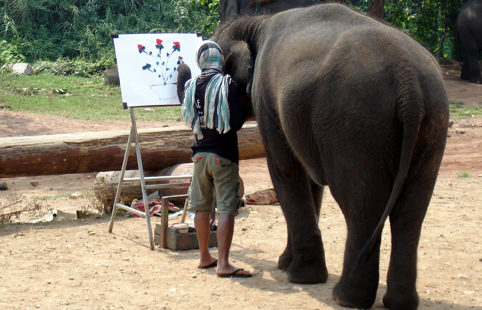 Love Elephants? Why You Should Never Do These 3 Things