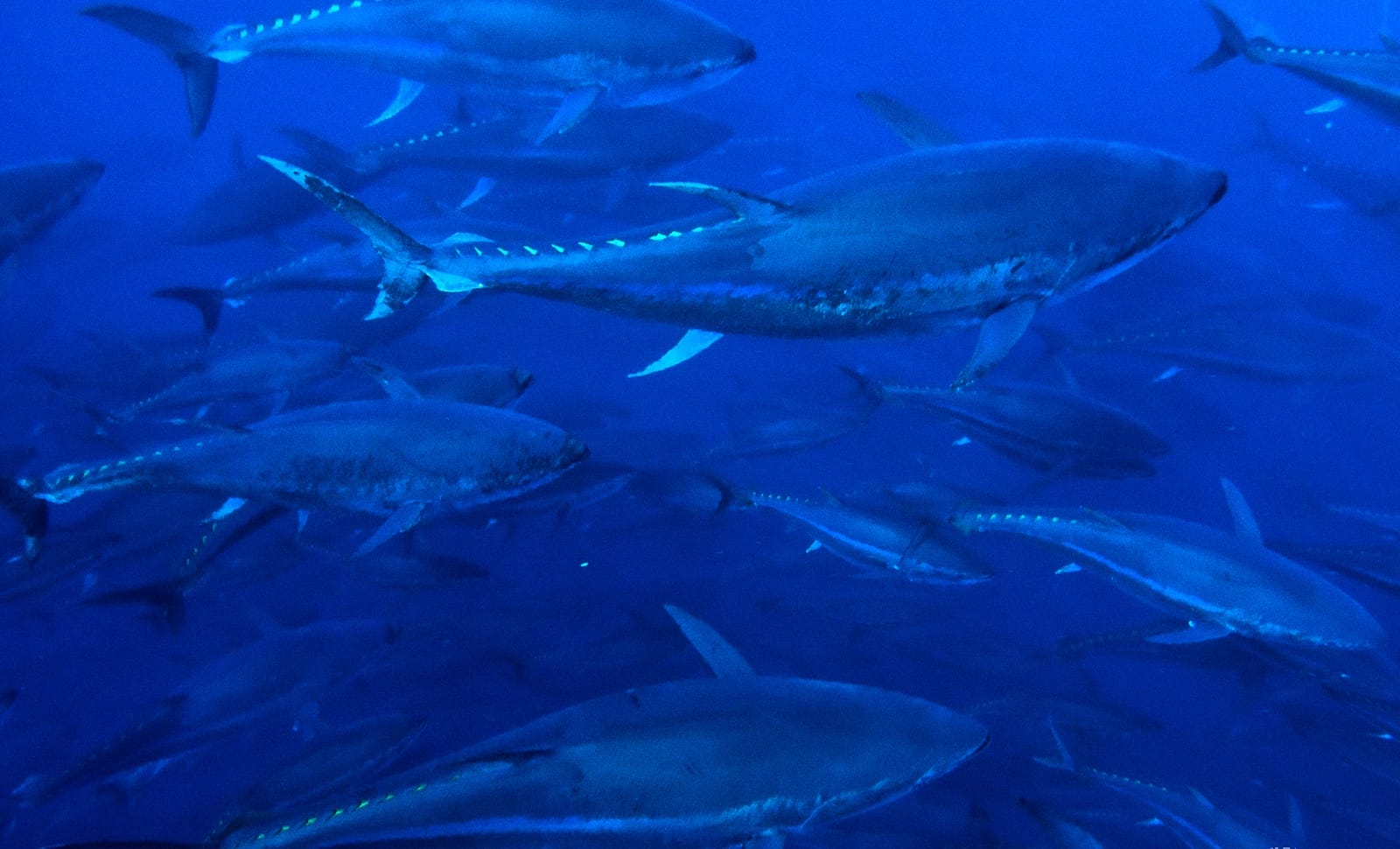 Why Eating Fish is Ecologically Irresponsible
