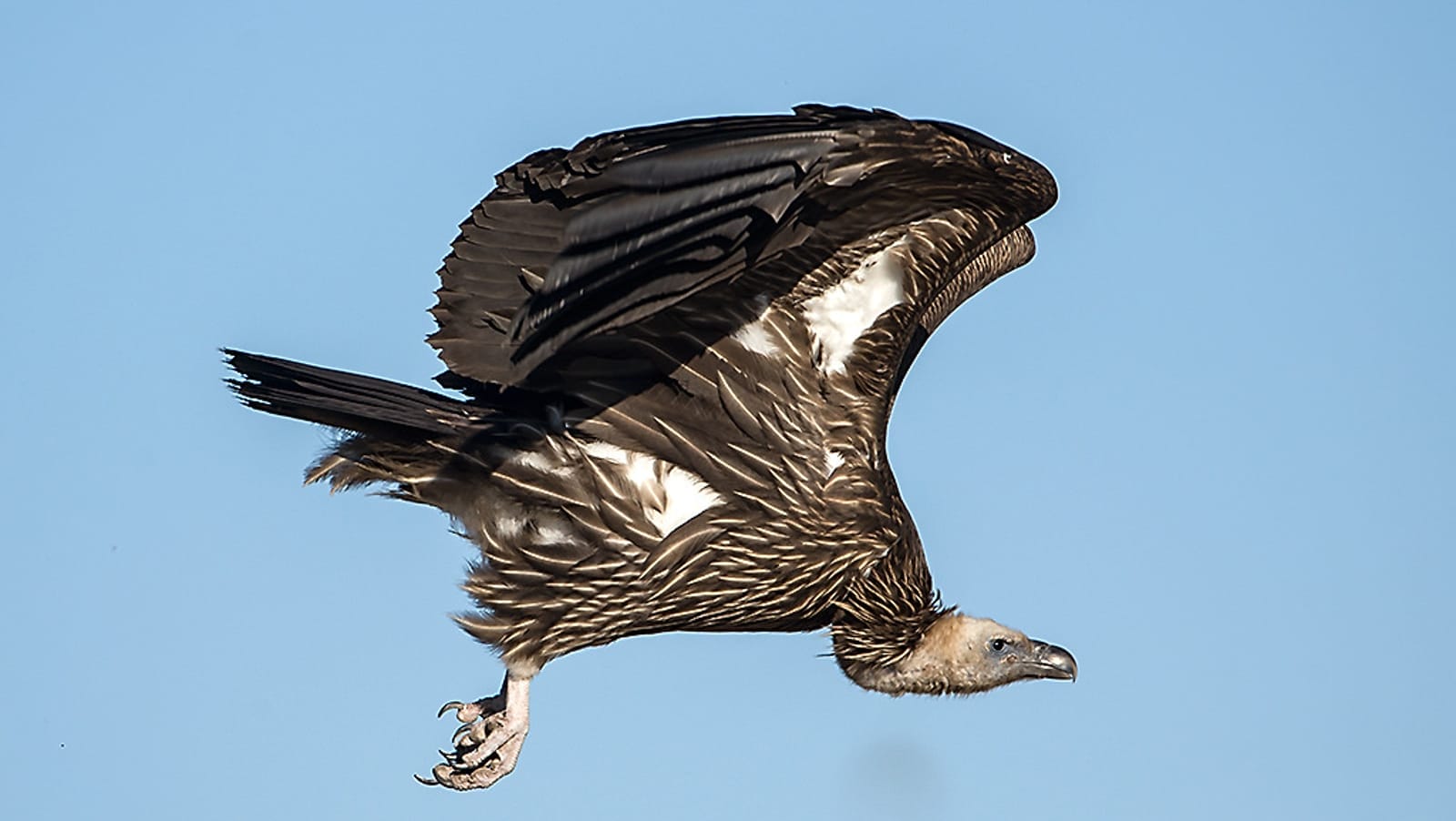 Vultures in Decline