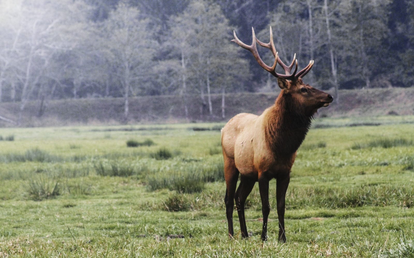 Elk-The-pitfalls-of-ecotourism