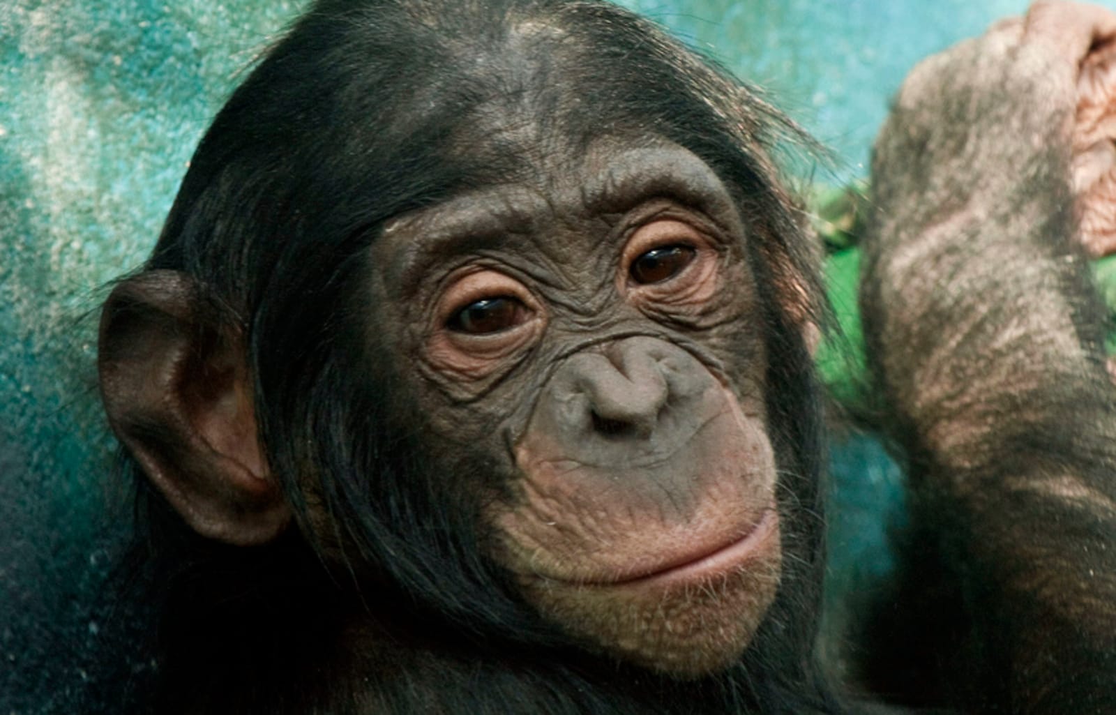 bonobos
