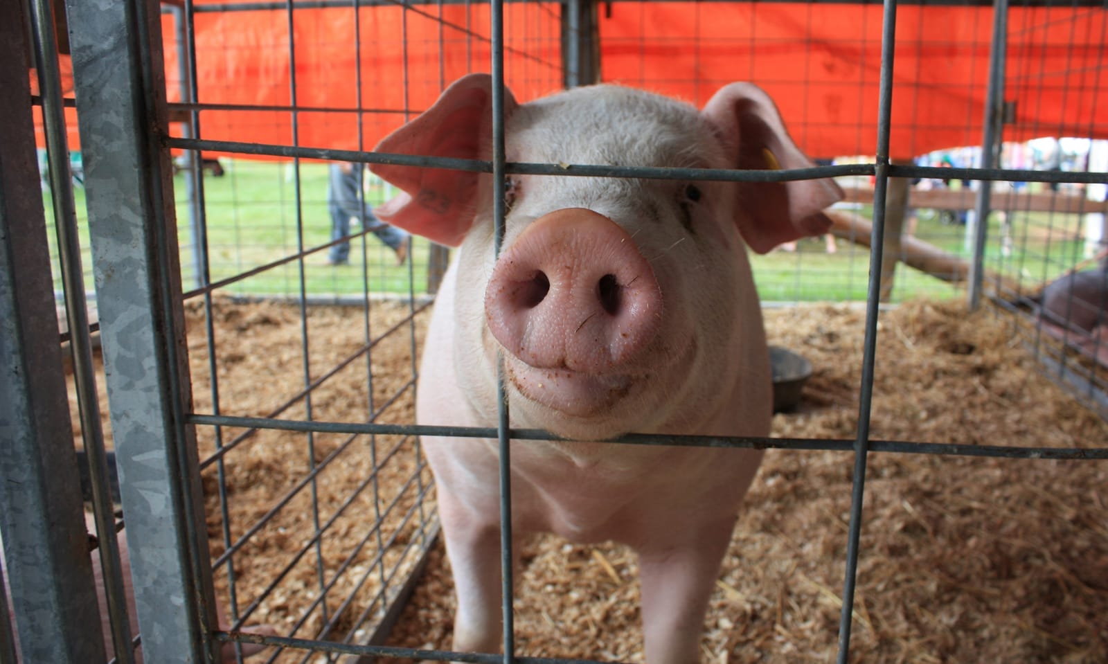 piggie