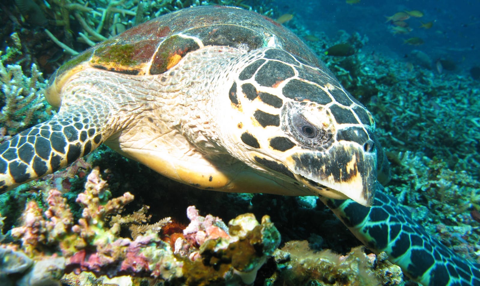 Sea turtle