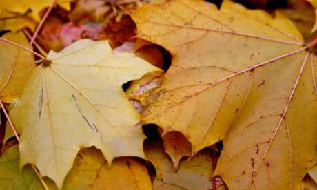 7 Creative Projects for All Those Autumn Leaves