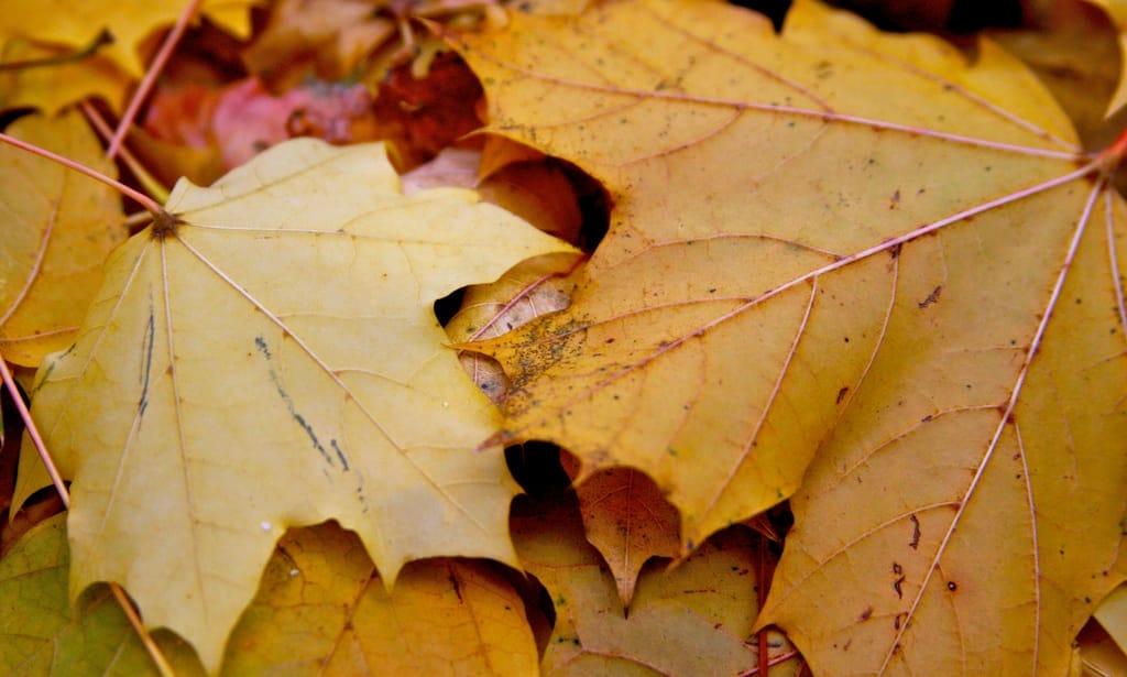 7 Creative Projects for All Those Autumn Leaves