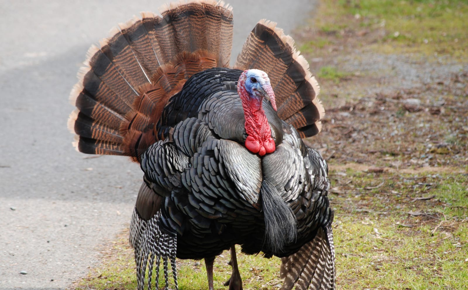 Why You Should Start a New Tradition This Thanksgiving by Keeping Turkeys Off Your Plate