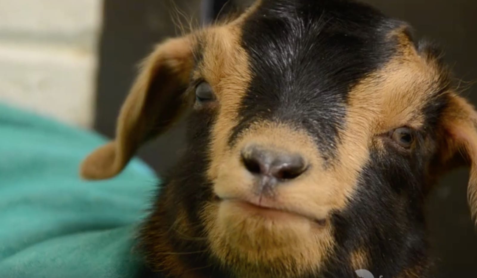 Goat Rescued Rescued From Backyard Butcher Gives Birth to Baby Who Will Never Know Cruelty