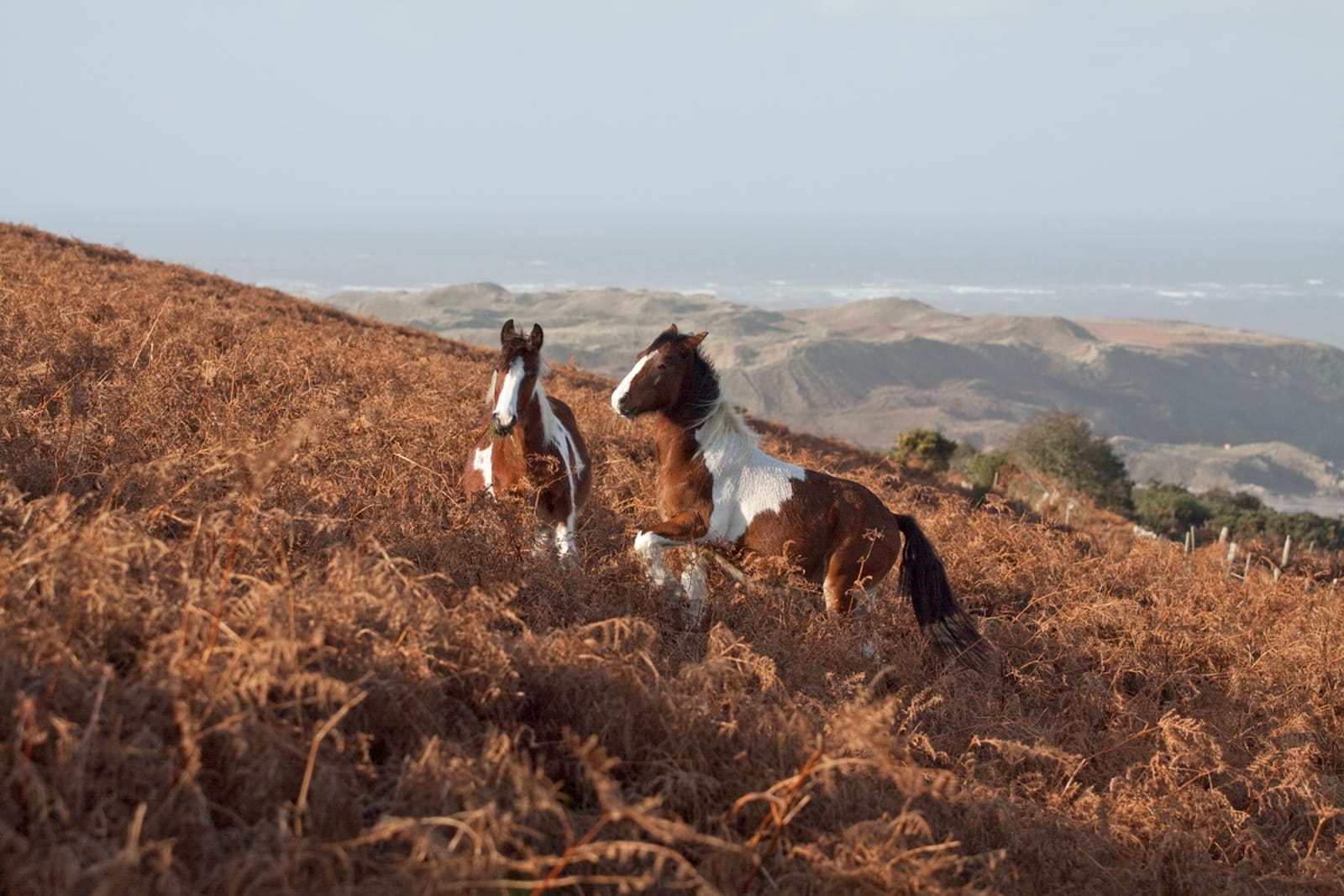 How Your Diet Can Help Save Wild Horses
