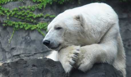 Why Do Polar Bears Need Prozac?
