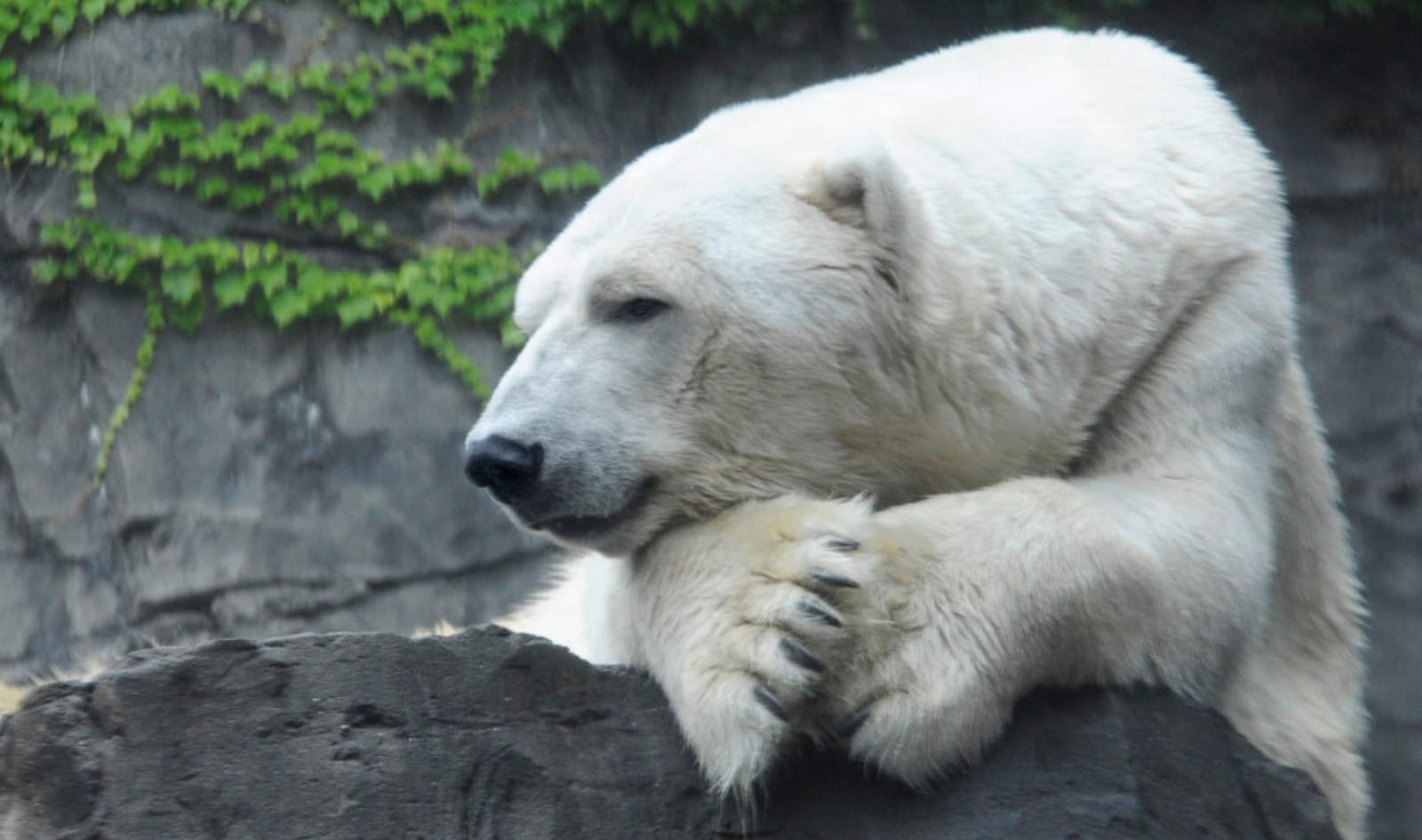 Why Do Polar Bears Need Prozac?