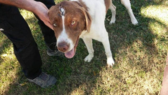 Tango, the dog who had fireworks strapped to his tail