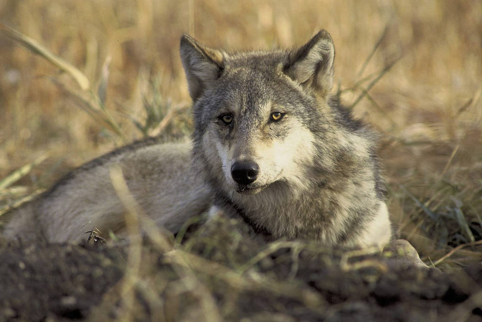 What?! More Than 11,000 People Line Up to Hunt 16 of the 30 Remaining Wolves in Norway