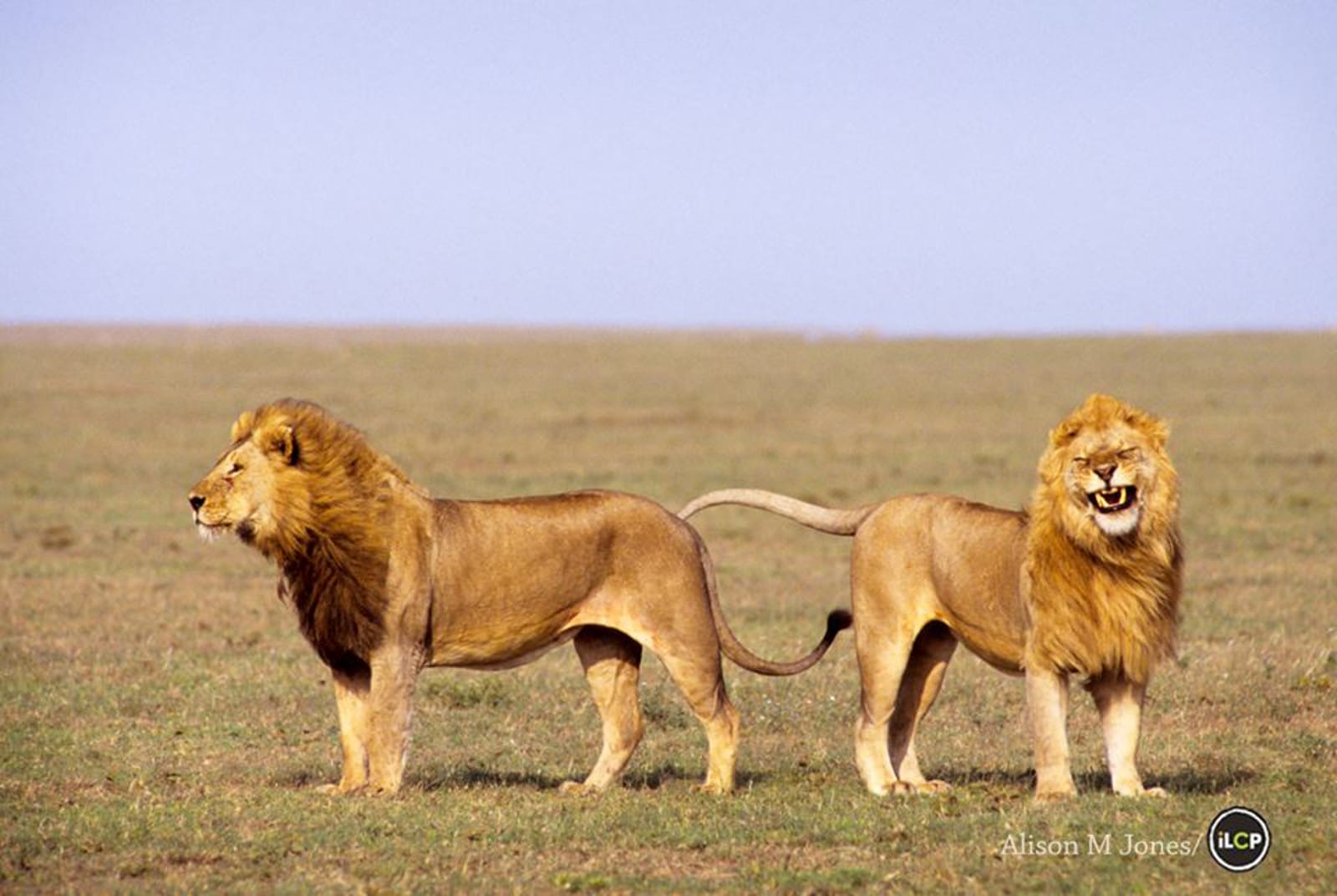 Here is Proof That Lions Belong in the Wild – Would a Captive Lion Ever Smile Like This? (PHOTO)