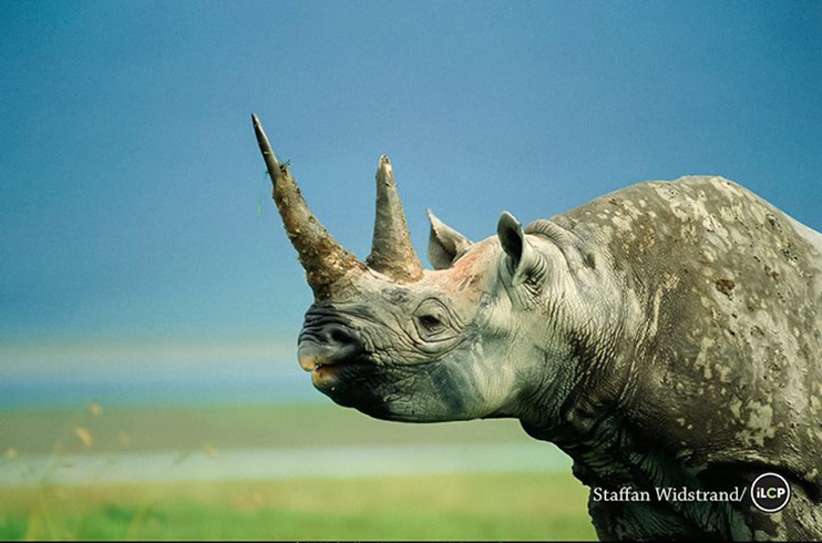 Here is the One Difference Between Your Nails and This Animal That is Leading to Extinction