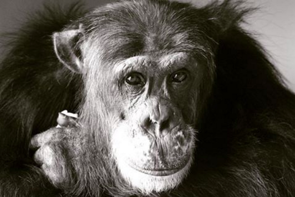 How Chimpanzees Can Teach Us All to Be More Human