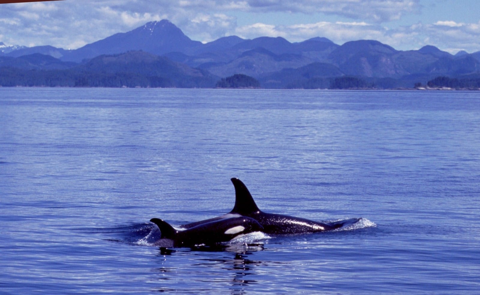 Ocean Pollution and Orcas