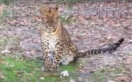 Leopard in the wild