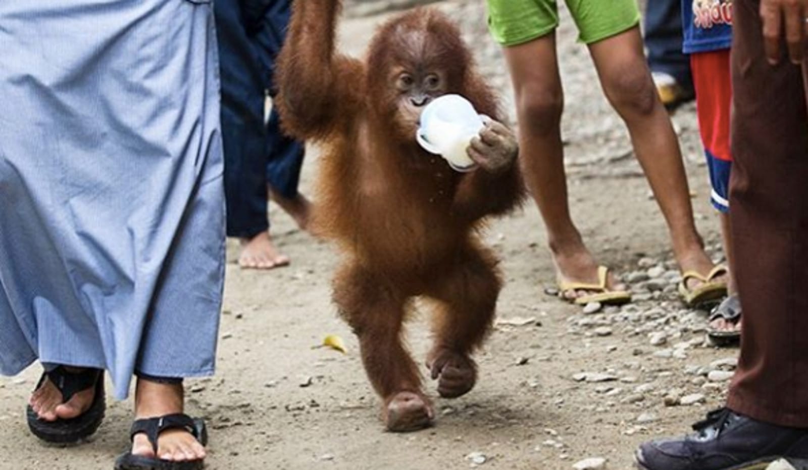 If We Destroy Orangutans' Habitat, Here is the Life They Will Have to Adapt to