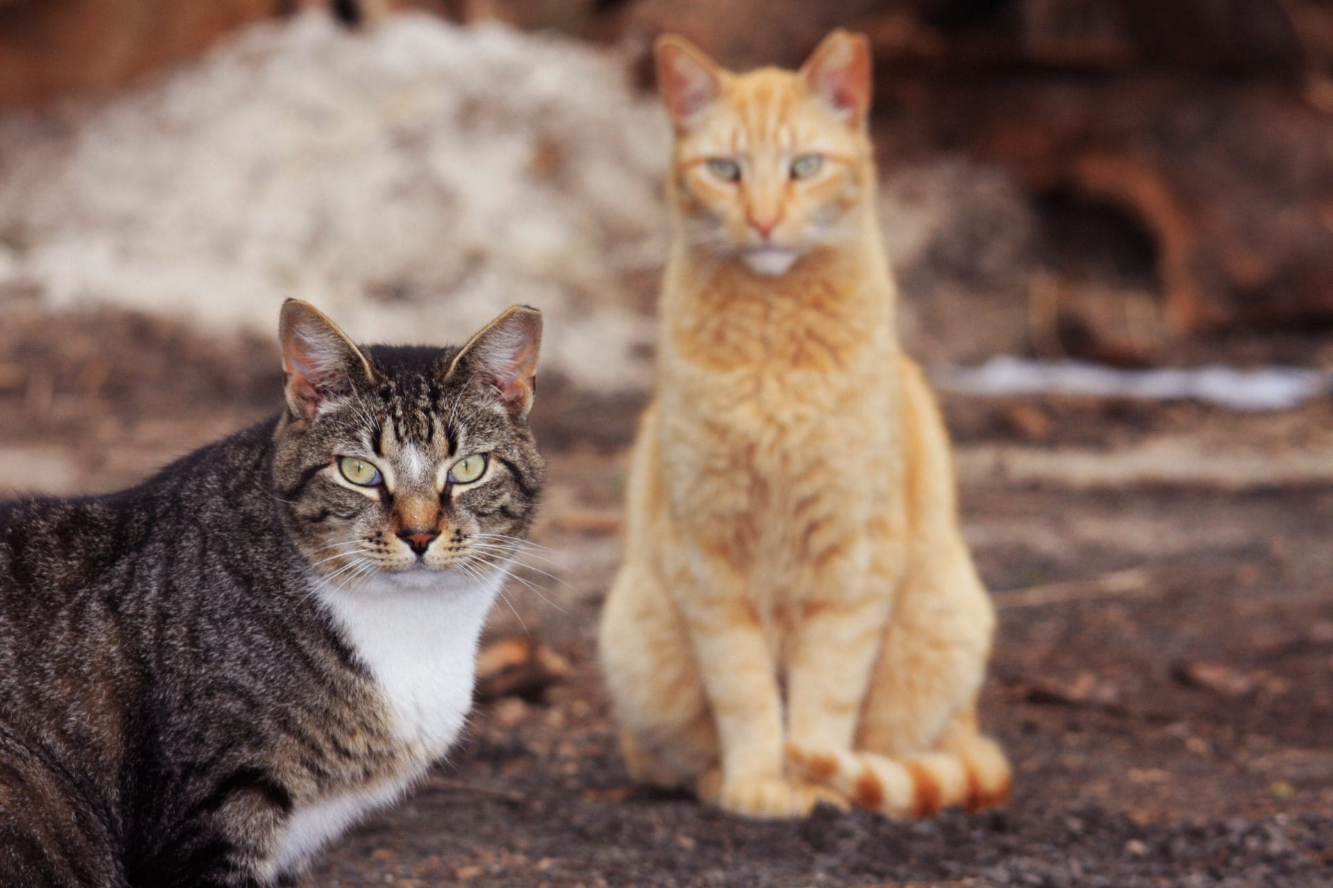 cats