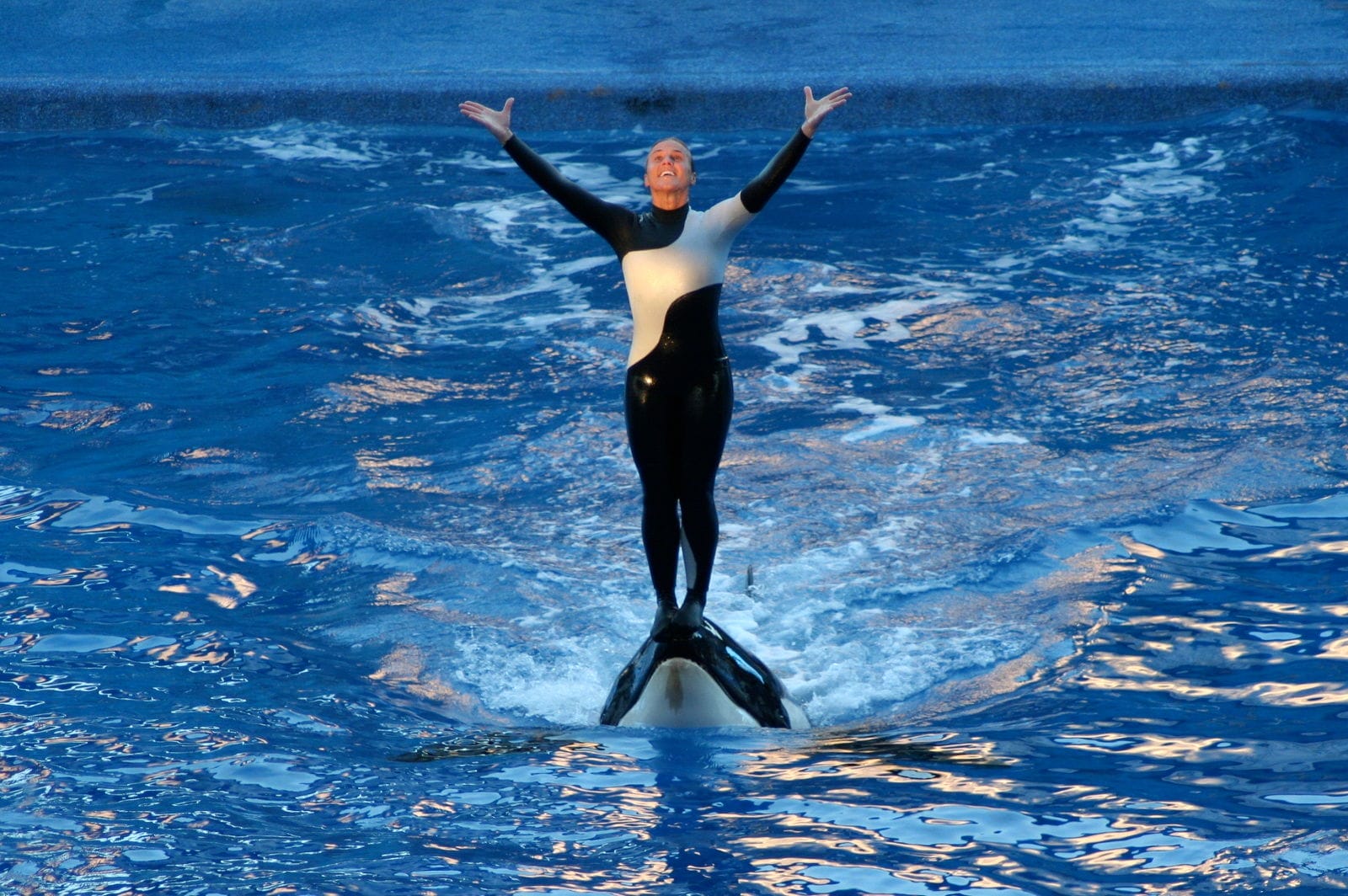 Here's Why We Should Never Forget What 'Blackfish' Was Really About