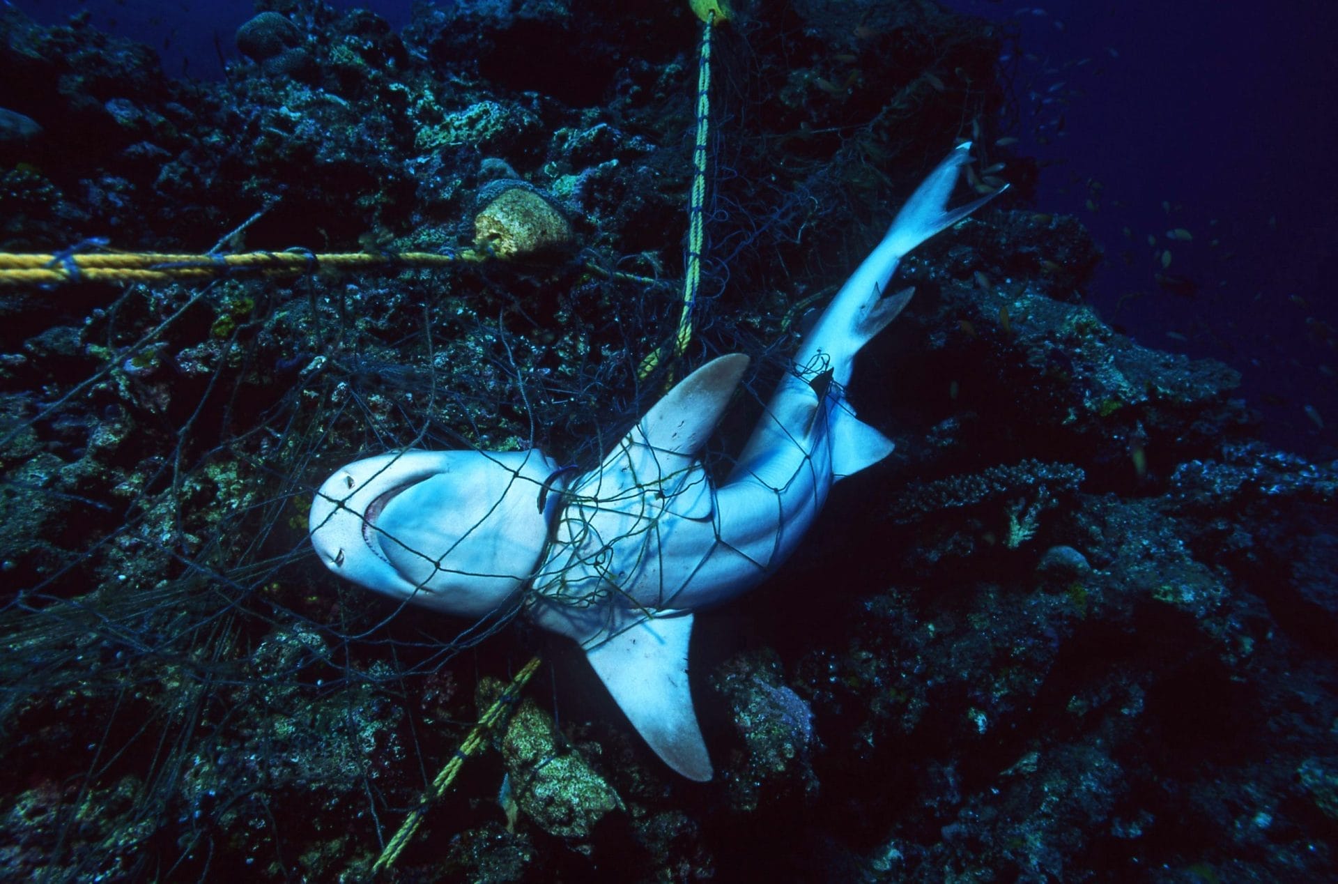 tangled shark