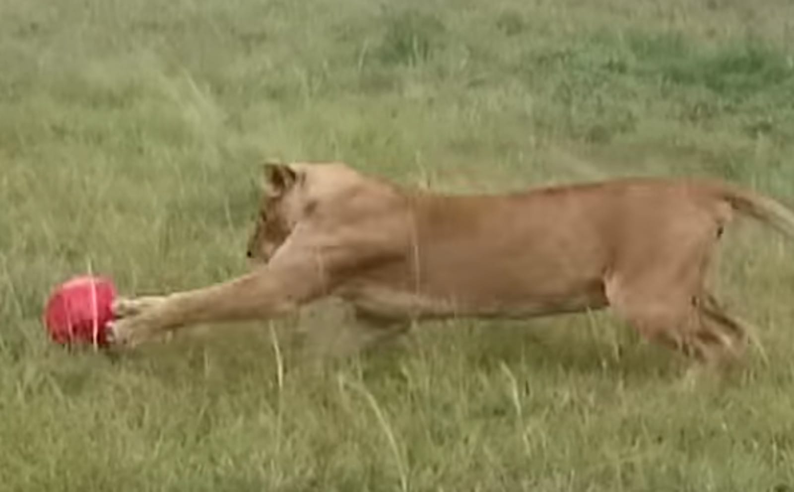 Lioness Having Fun at a Sanctuary