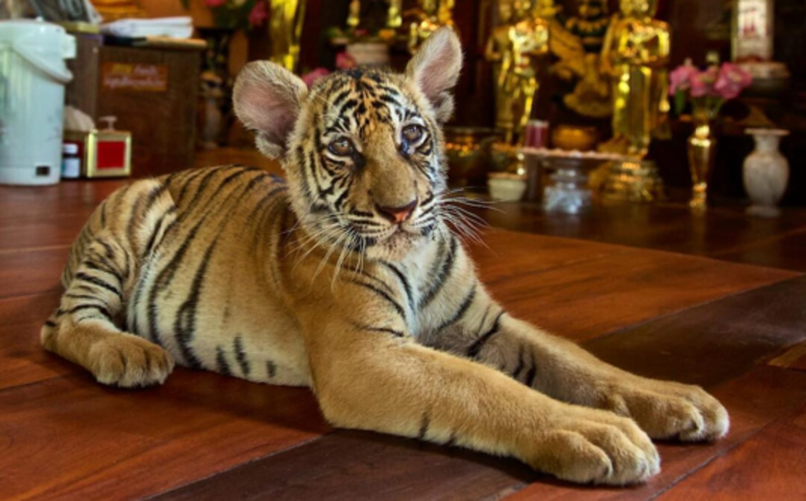 This Tiger's Surroundings May Look Beautiful … but the Reality is a Whole Lot Uglier