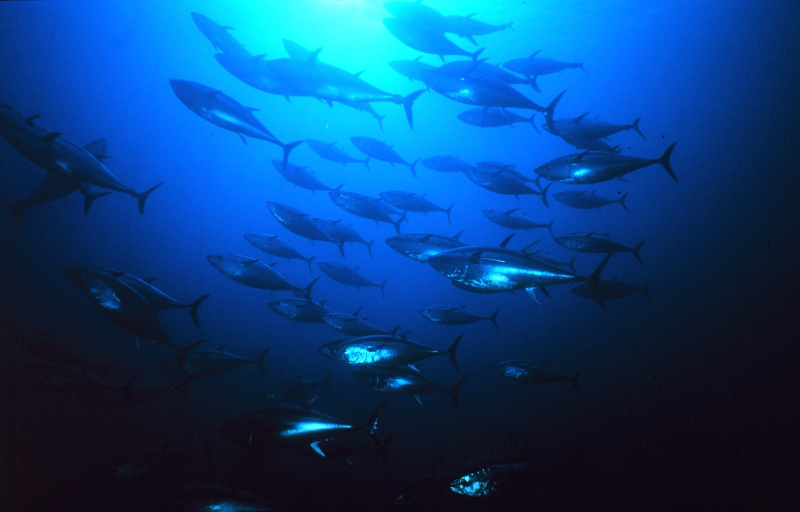 Fish swimming in the ocean