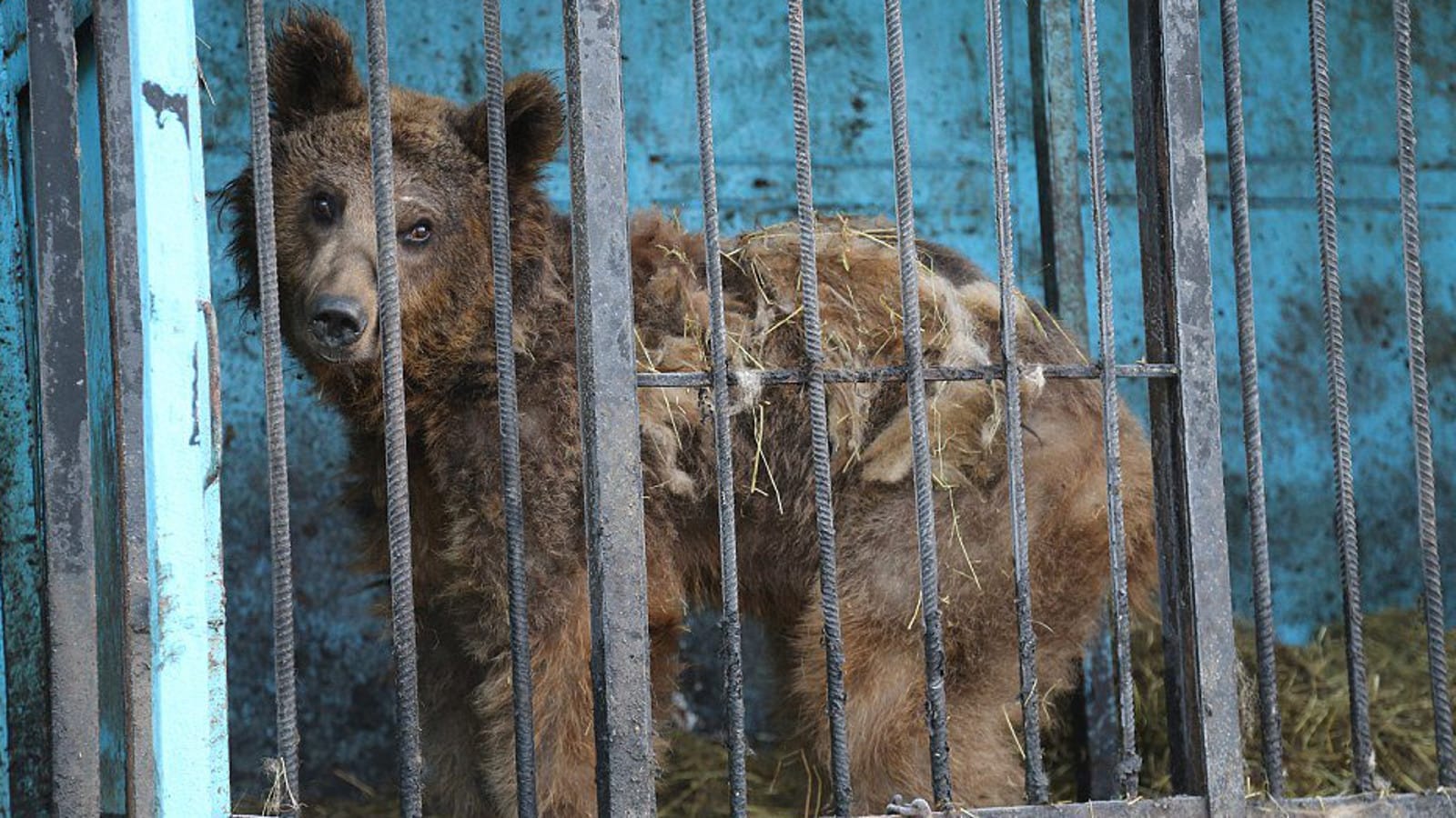 bear1