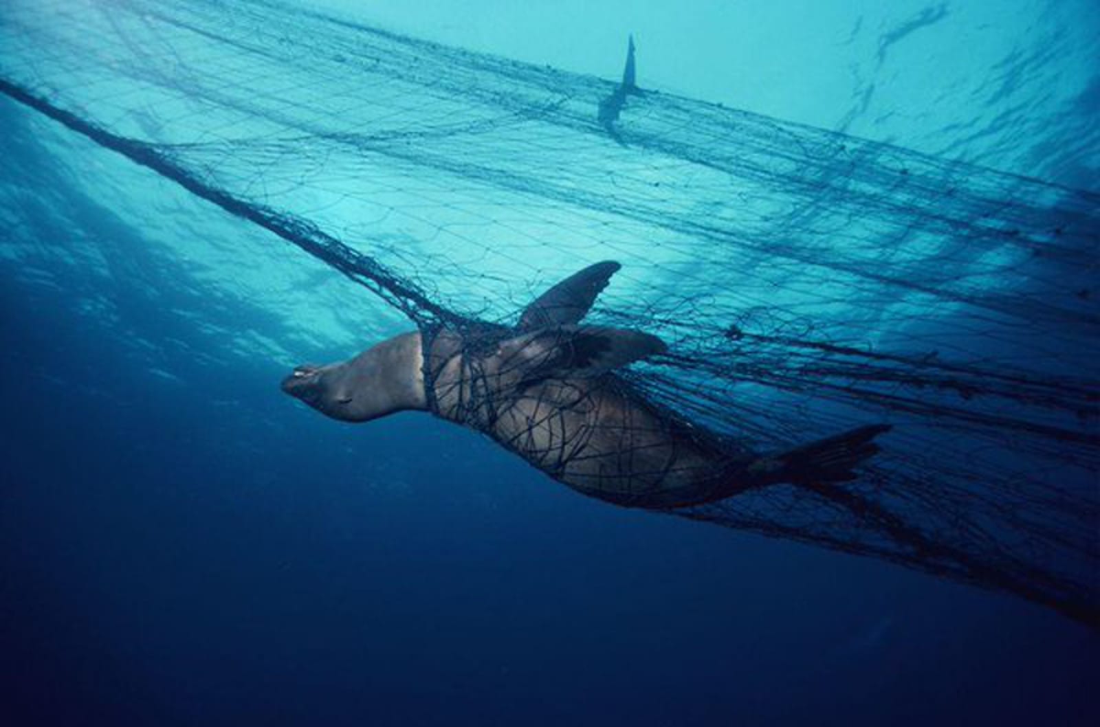 Whenever We Eat Fish, This Whale Could Have Been the REAL Catch of the Day