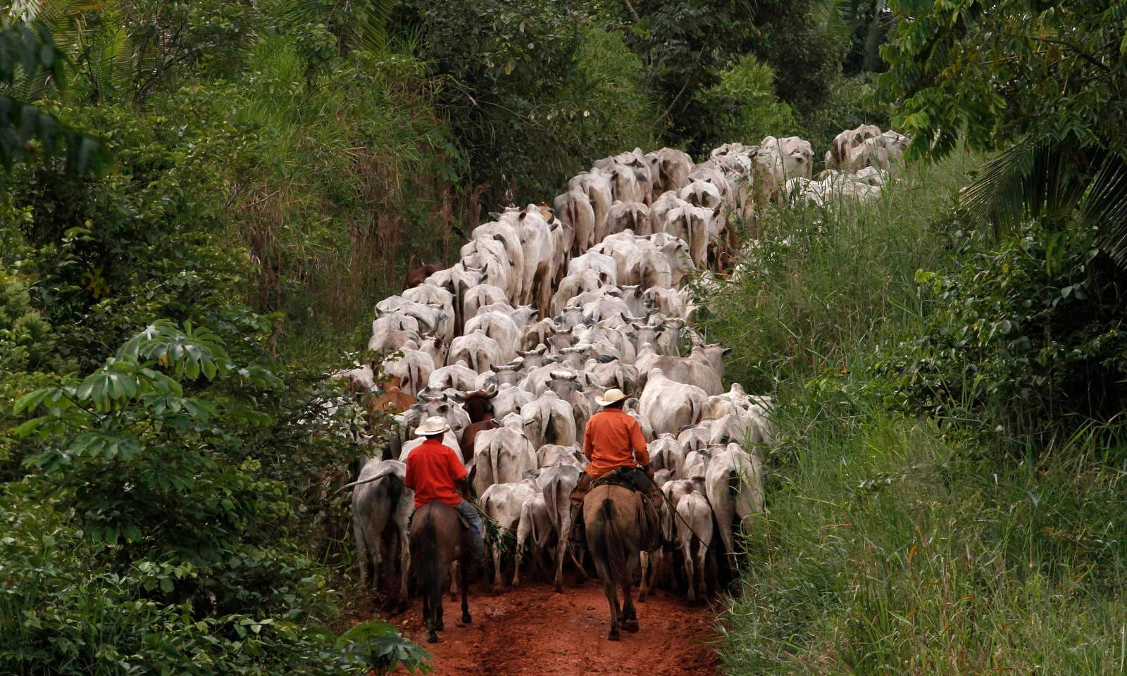 Why Are We Wiping Out the Indigenous Animals of the Amazon to Replace Them With Animals Who Will Not be Allowed to Live?
