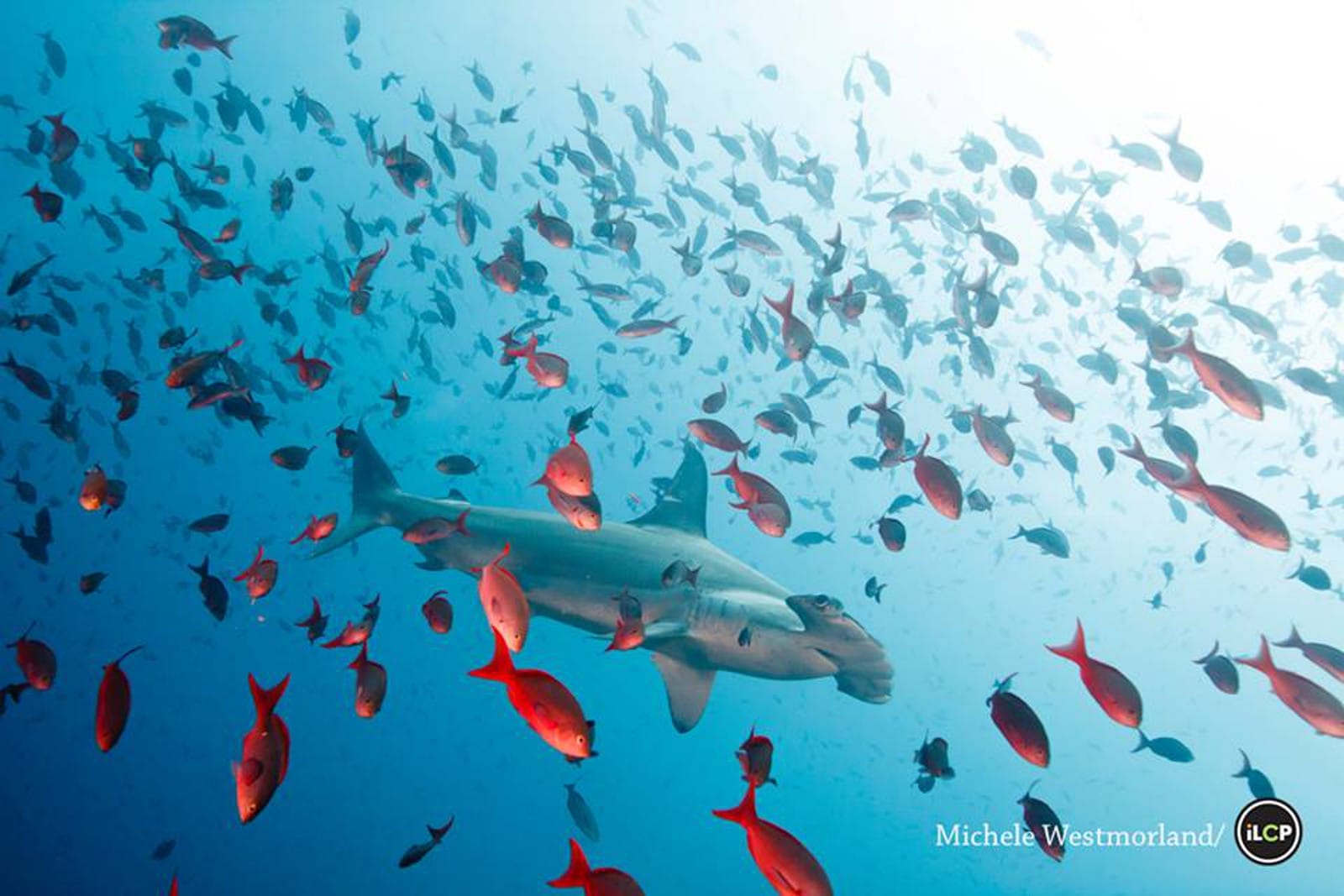 100 Million Sharks are Killed Every Year … Here's Why This is Such a Serious Problem