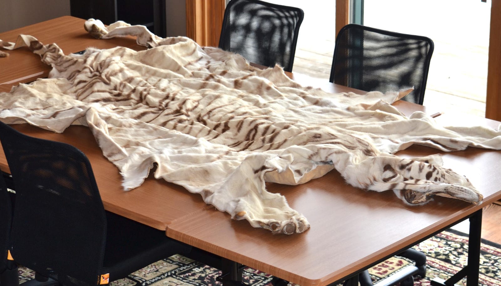 Heartbreaking Story of Como the Captive White Tiger Who Was Turned Into a Pelt