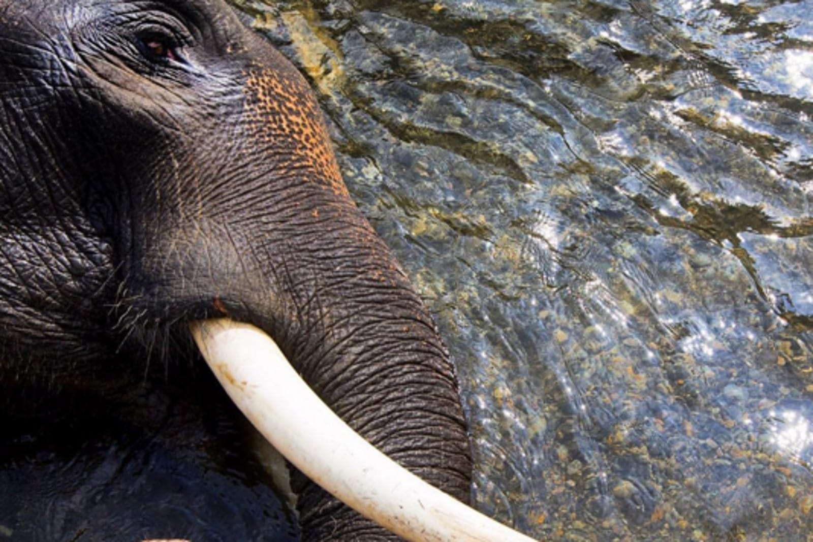 What This Haunting Image of a Dead Elephant Tells us About How Humans Interact With These Beautiful Animals