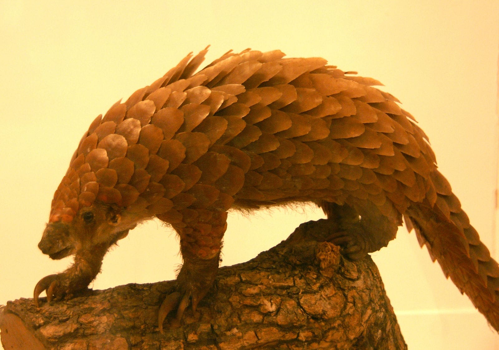 5 Tons of These Animals are Worth $1.4 Million … But What is the True Cost of Their Loss?