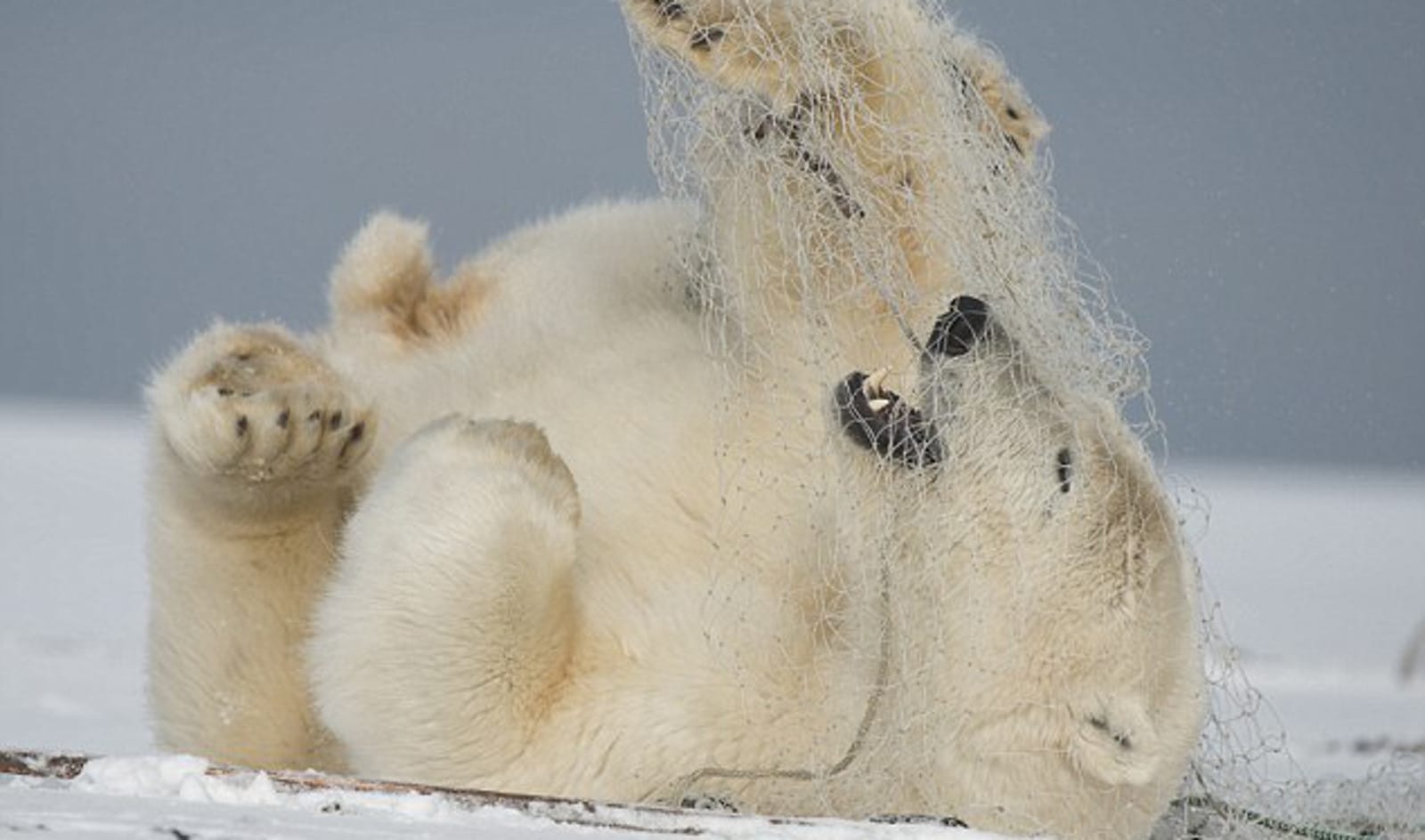 Polar Bear Struggling in Plastic Net Shows Where Our Discarded Trash Really Ends Up