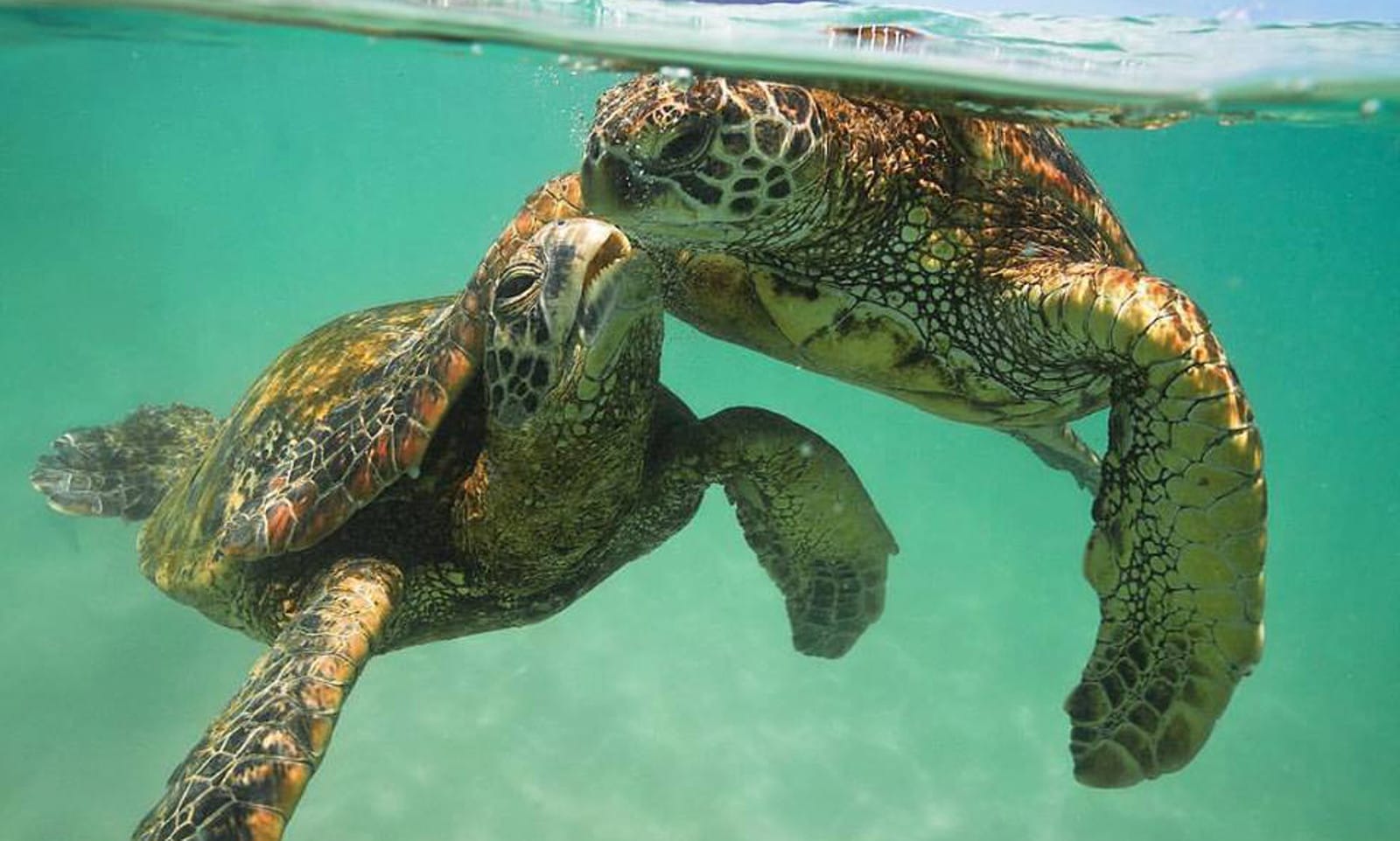 Photo of Lovey Dovey Turtles Shows Us Why We Need to Fight To Protect Them